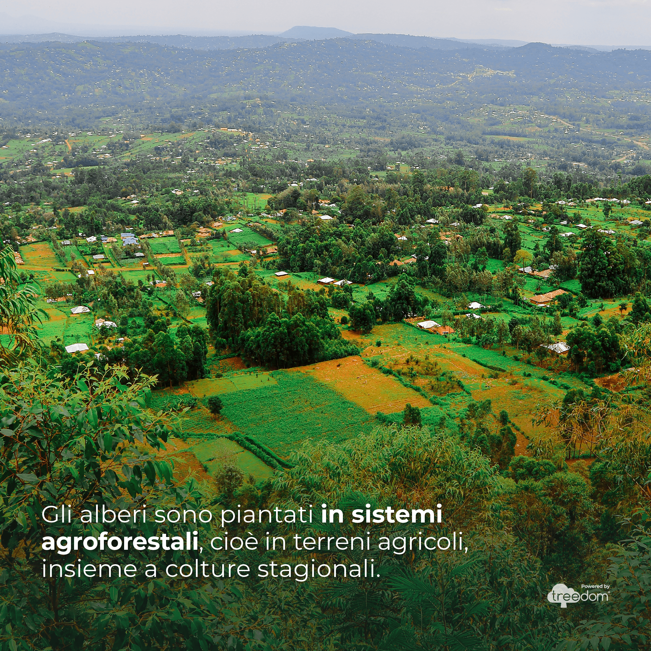 Trees planted in agroforestry systems on agricultural land