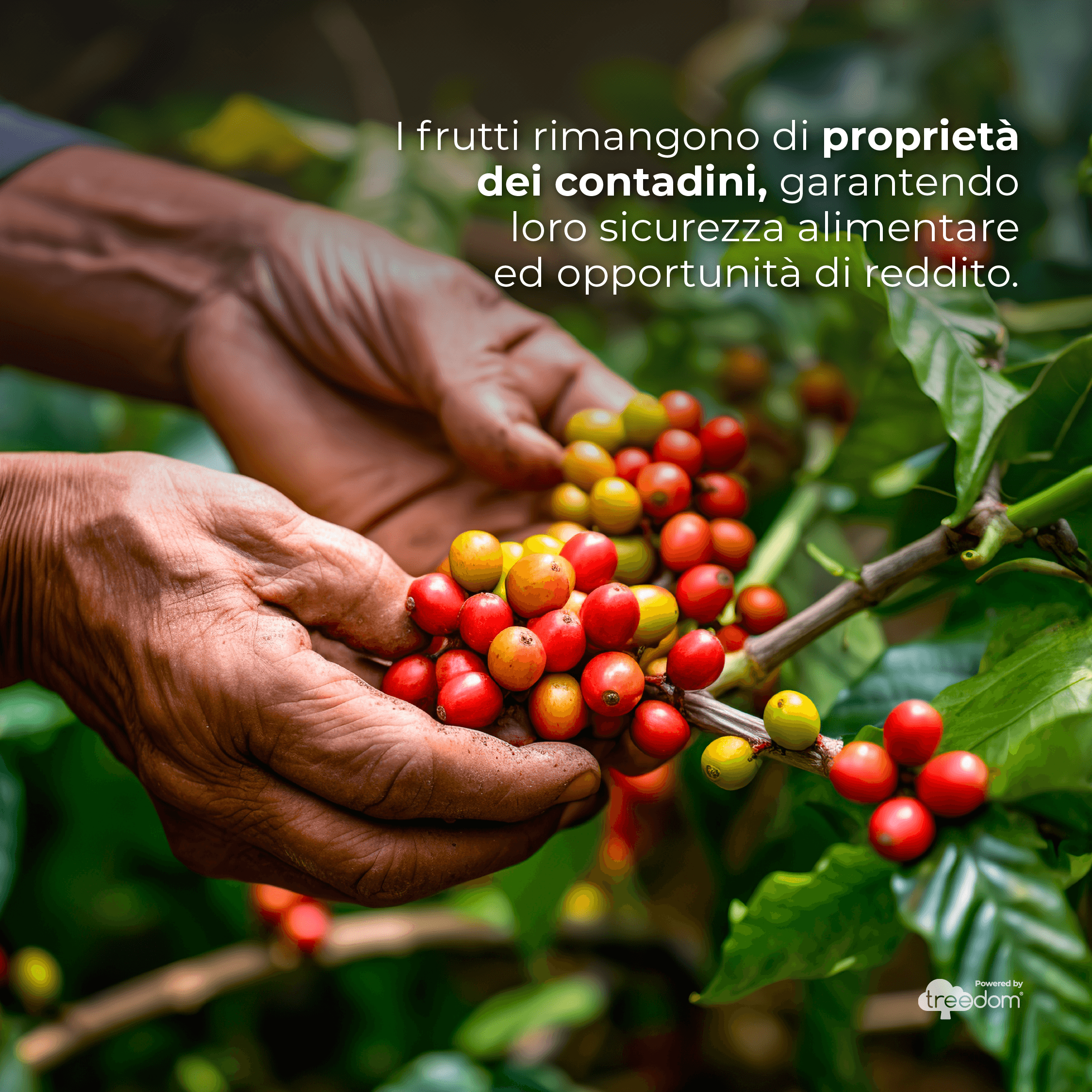 Fruit remains the property of local farmers