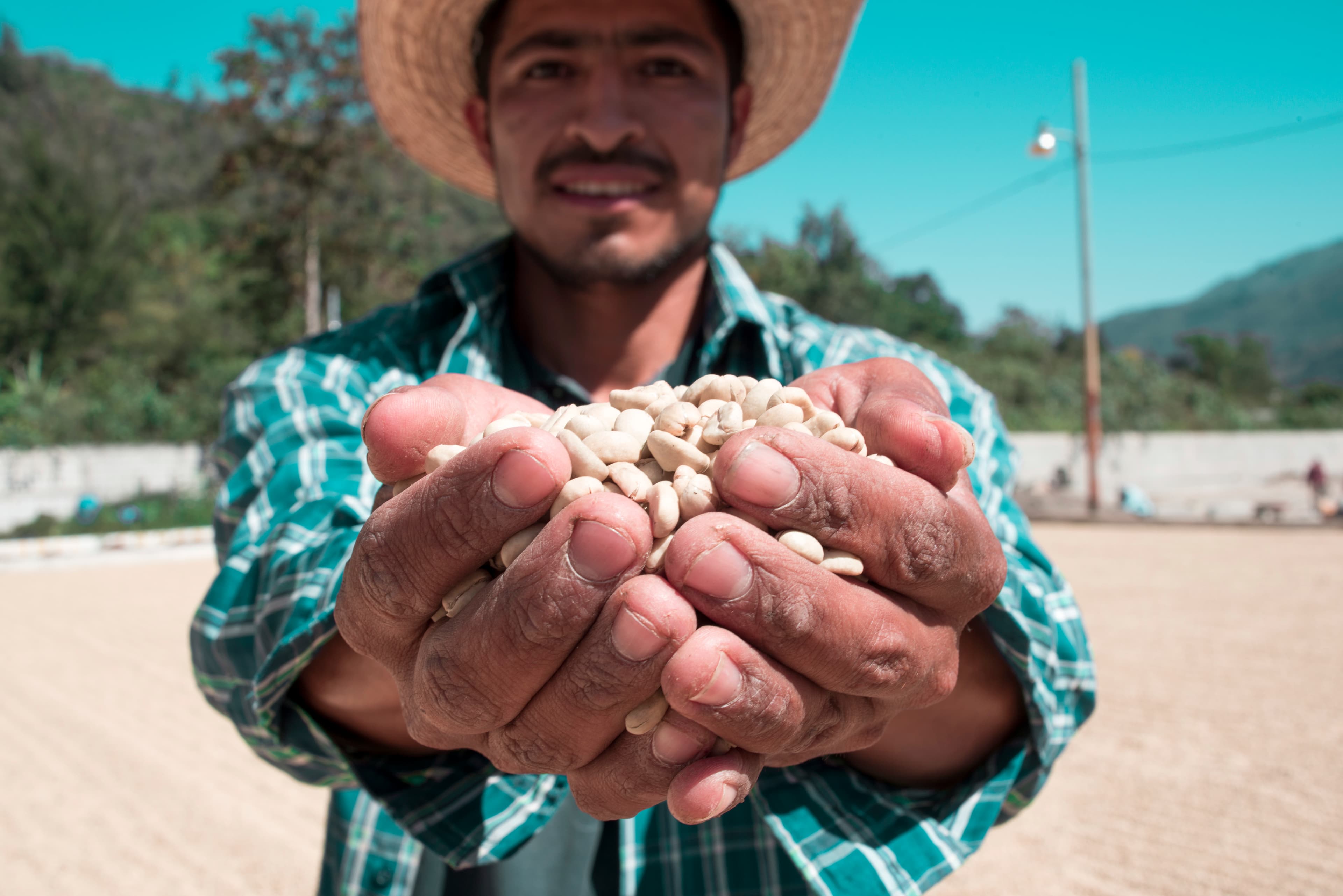 Treedom agroforestry — farmer tending to avocado trees