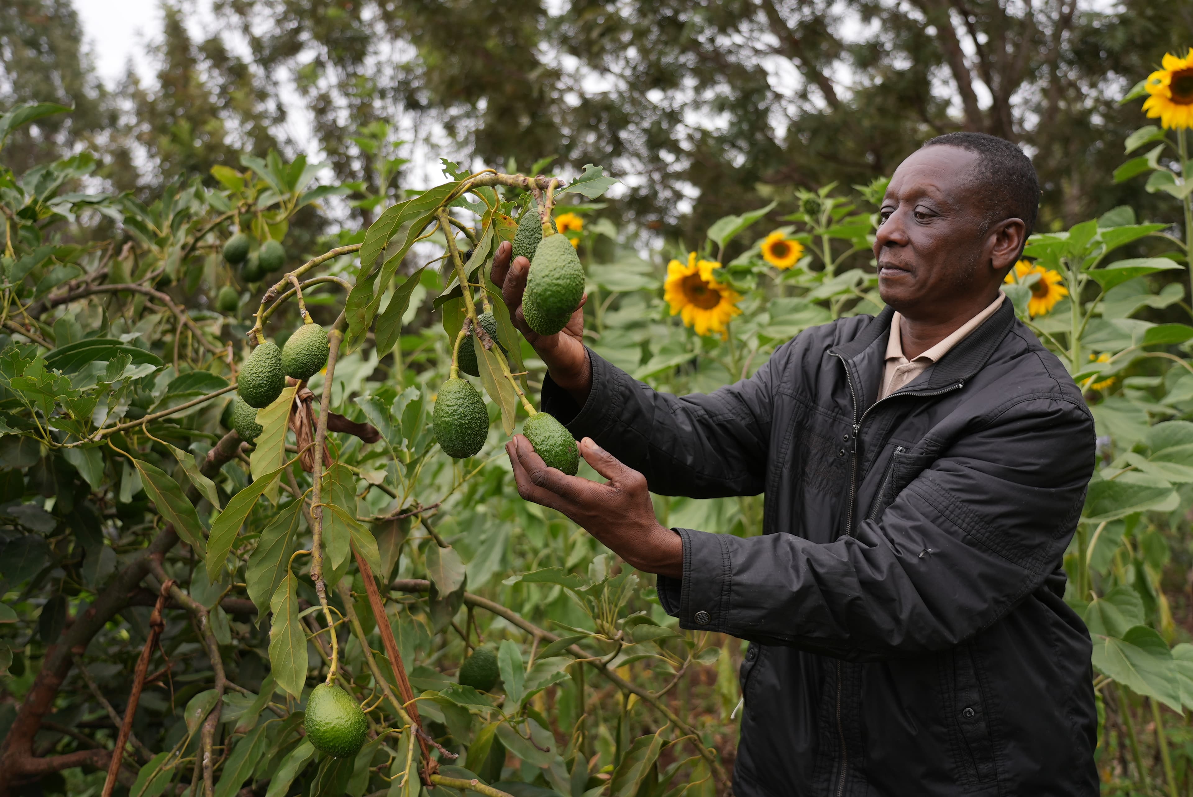 Treedom agroforestry — sustainable farming landscape